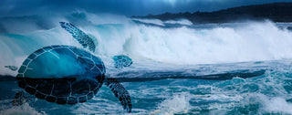 Leatherback SEA Turtle